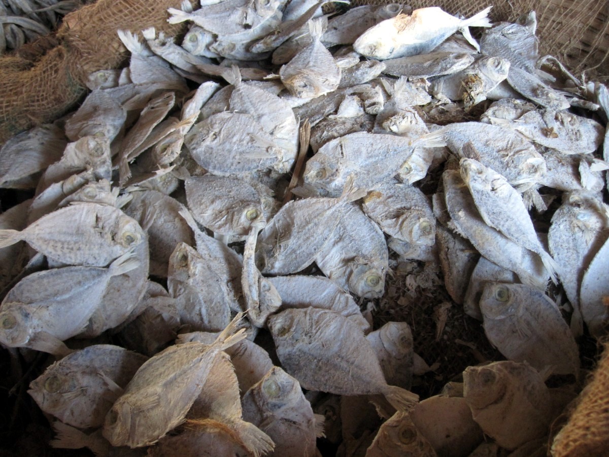 Mangalore Mangalore Mangalore Dry Fish Market